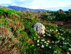 Un parterre de fleurs endémiques... propre à cette côte de la Crète