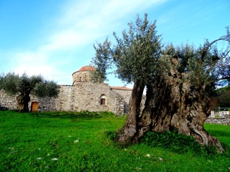 Les olivıers millénaires du monastère de Tharry