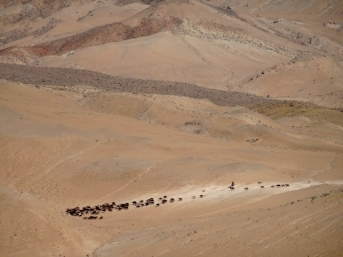 Un troupeau dans le désert