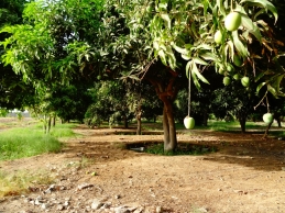 Nectar de mangue...