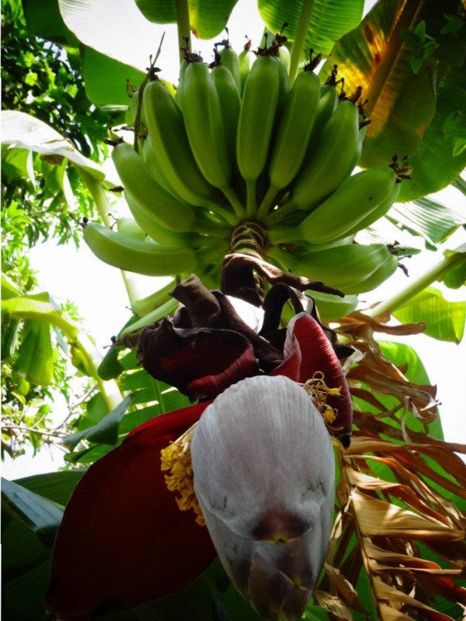 Jolie fleur, Mr le bananier
