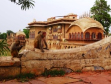 Inde - Le palais des singes