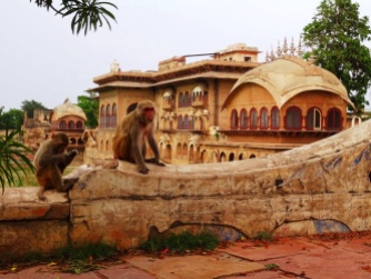Inde - Le palais des singes
