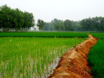 Les rizières du Punjab