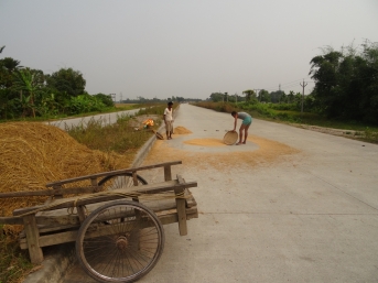 Séchage du riz sur autoroute