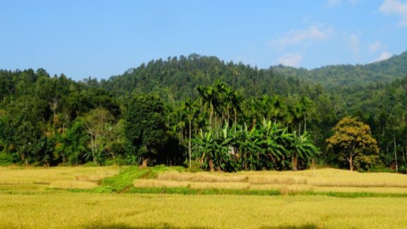 Les débuts du Megalaya entre jungle et rizière