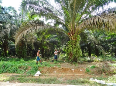 Récolte sur palmier à huile