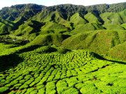 Malaisie - La carte postale des plantations de thé