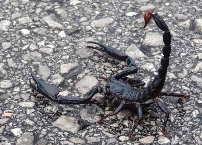 Scorpions de Bornéo