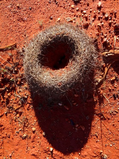 Nid géant de fourmis géantes