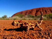 Australie - Le Thorny devil, ou Diable cornu Australien