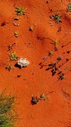Détail du fameux sol rouge australien