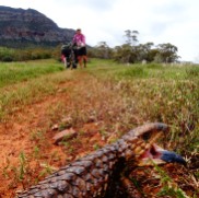 Australie - Tentative d'intimidation d'un lézard à langue bleue !