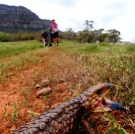 Australie - Tentative d'intimidation d'un lézard à langue bleue !