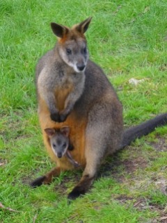 Australie - Kangourou avec son petit