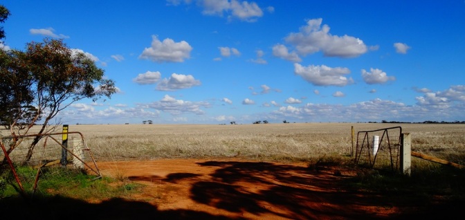 Des champs de blé à perte de vue
