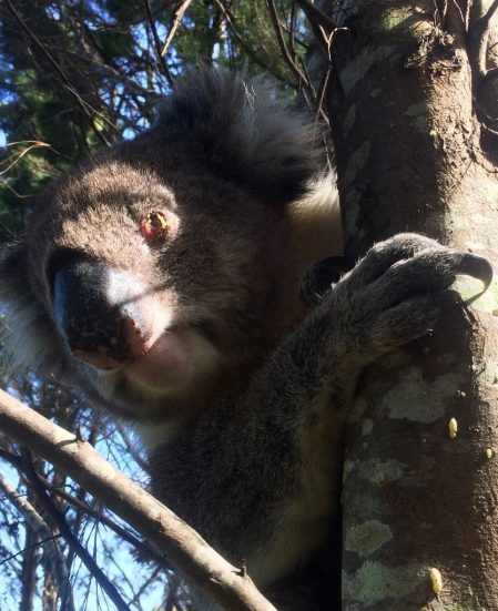 Koala sauvage des monts d'Adélaïde