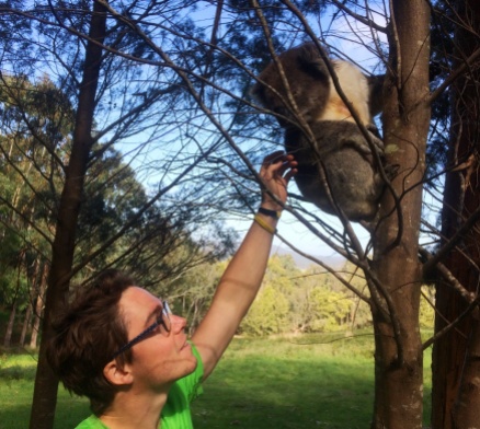 Australie - Koala sauvage des monts d'Adélaïde
