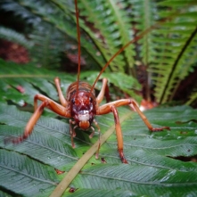Deinacrida Rugosa. Communément appelé Weta, un membre de la famille des plus gros insectes du monde, pouvant mesurer jusqu'à 8cm pour 75 grammes !