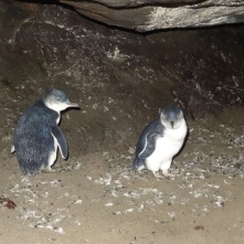Et comme ça, en te baladant dans une petite grotte, tu tombes sur des bébés pingouins !